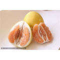 High Quality Sweet Fresh Citrus Grapefruit Honey Golden Pomelo